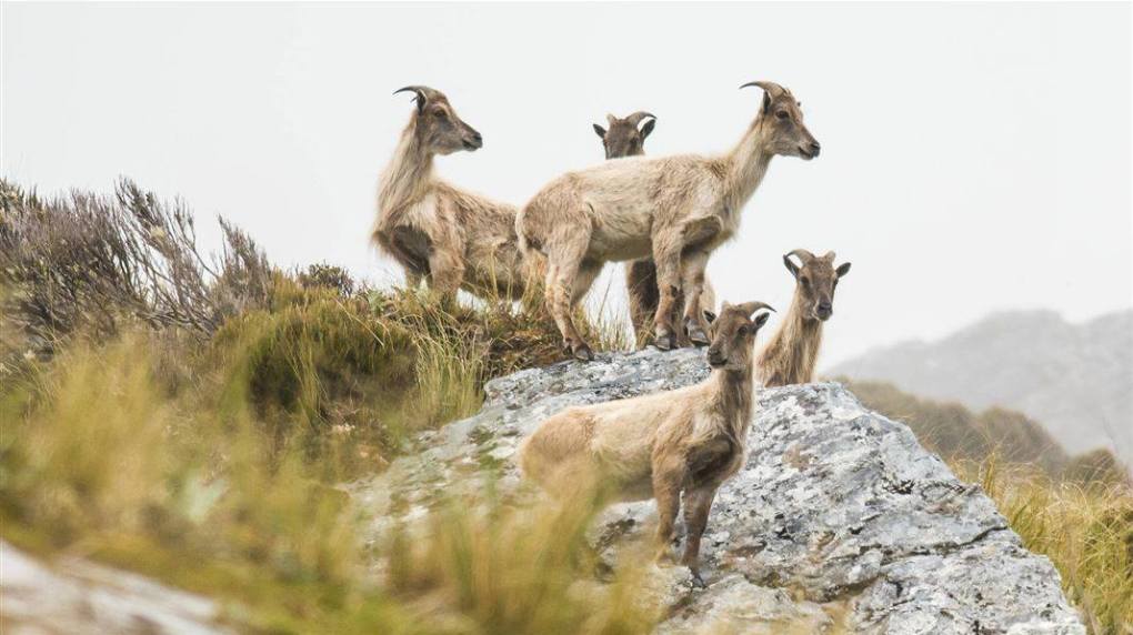a group of sheep standing on top of a grass covered field