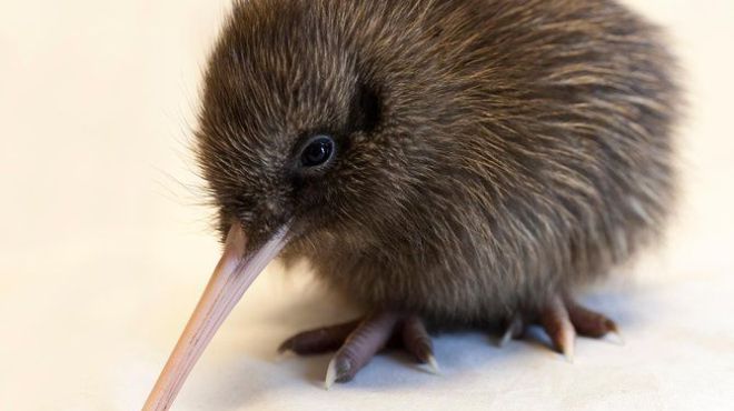 West-Coast-Wildlife-Centre-things-to-do-in-franz-josef a rodent looking at the camera